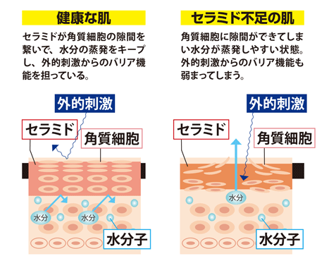 セラミドのはたらき